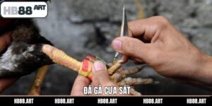 Đá Gà Cựa Sắt - Loại Hình Giải Trí Hấp Dẫn Tại HB88