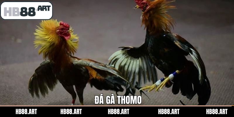 Đá Gà Thomo Là Gì? Các Hình Thức Chọi Kê Nổi Bật Tại HB88