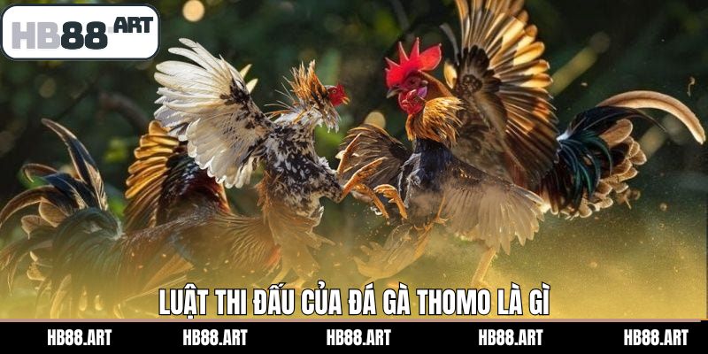 Luật thi đấu các trận chọi gà Thomo 